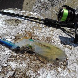 アオリイカ釣り放題！